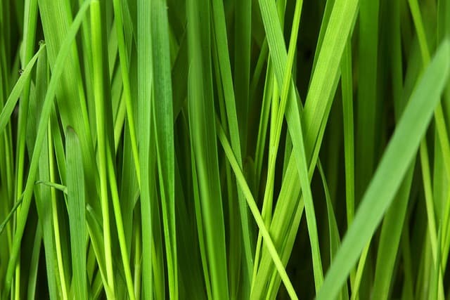 Les produits saisonniers à acheter pour faire des économies